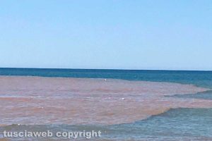 Tarquinia - La foce del Marta