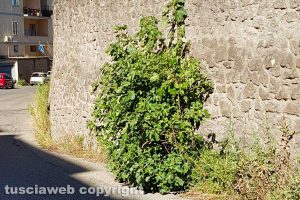 Viterbo - Incuria in via Primo maggio