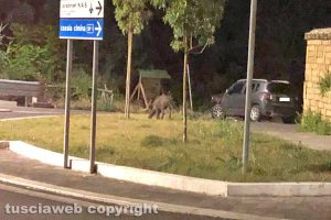 Viterbo - Cinghiali in via Genova