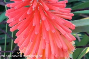 Kniphofia uvaria