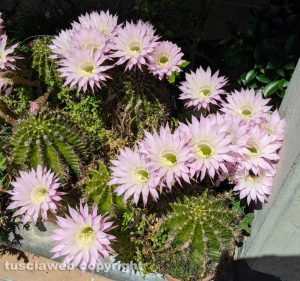 I meravigliosi fiori del "cuscino della suocera"