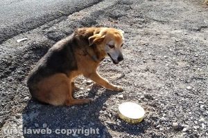 Il cagnolino investito sulla Cassia nord
