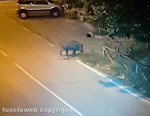 Viterbo - Cinghiali in via Tullio Cima