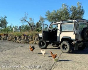 Viterbo - Galline socialmente distanziate