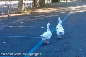 Viterbo - Le oche di pratogiardino Lucio Battisti nel parcheggio di via del Pilastro