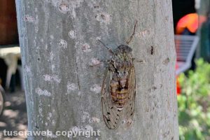 La cicala e la formica