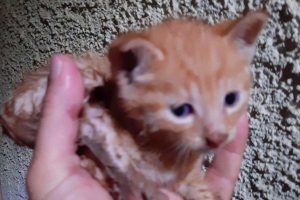 Gattino salvato dai vigili del fuoco