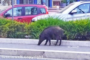 Viterbo - Un cinghiale in via Genova