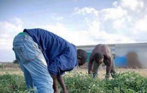 Braccianti agricoli - Immagine di repertorio