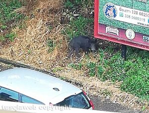 Viterbo - Cinghiali a via Belluno