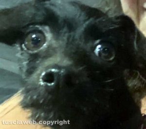 Il cane smarrito a Tarquinia lido