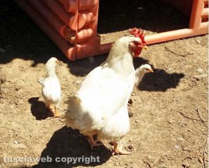 Una gallina con i pulcini