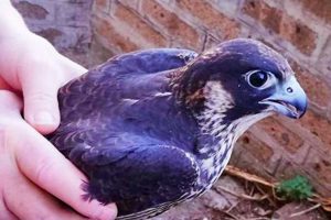 Il falco pellegrino liberato a Castel Sant'Elia