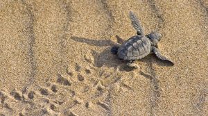 Una tartaruga marina