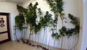 Ischia di Castro - Alcune delle piante sequestrate dai carabinieri