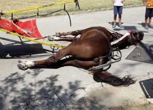 Reggia di Caserta, il cavallo di una botticella crolla a terra e muore