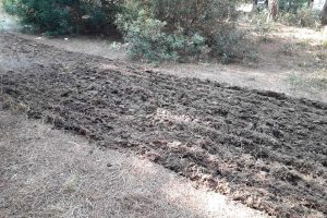Tarquinia - I lavori dell'Università agraria