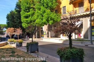 Viterbo - Le piante in via Marconi