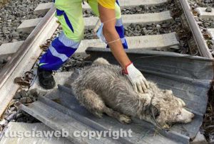 Maltempo - Tromba d'aria - I danni in zona Rinaldone - Il cane ritrovato in fin di vita e salvato