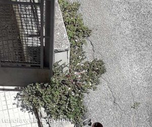 Viterbo - Erbacce in via Pieve di Cadore