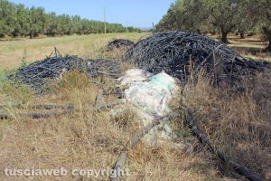Viterbo - La plastica in mezzo alle campagne in zona strada Risiere