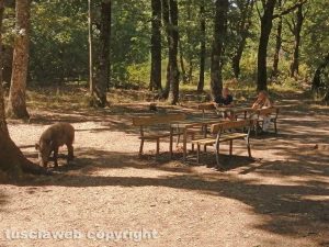 Viterbo - Un cinghiale in località Spinaceto