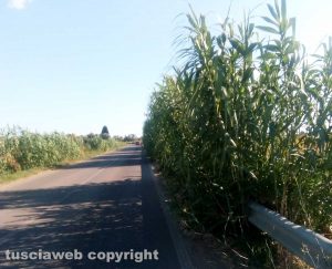 Tarquinia - Vegetazione invade le complanari