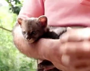 Il cucciolo di puma ritrovato