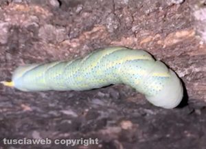 L'esemplare di “Acherontia atropos”, un bruco gigante