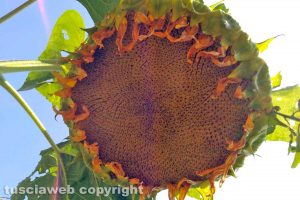 Un girasole