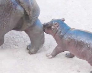 Il cucciolo di ippopotamo