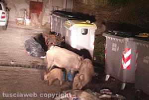 Viterbo - Famiglia di cinghiali in via della Caserma