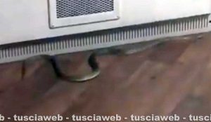 Viterbo - Un grosso serpente nel centro della città