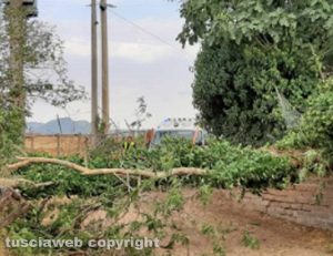 Albero blocca il passaggio dell'ambulanza