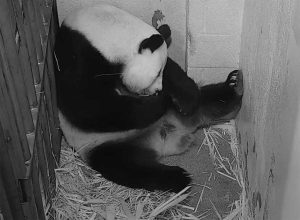 Washington - Il panda Mei Xiang si prende cura del suo piccolo appena nato