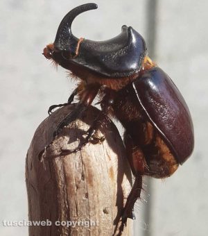 Scarabeo rinoceronte