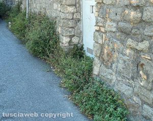 Viterbo - Erbacce in via Tedeschi