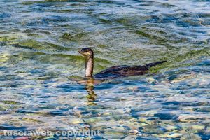 Un cormorano nel mare di Porto Santo Stefano