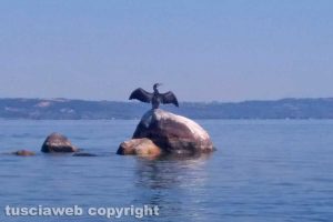 Un cormorano all'isola Bisentina
