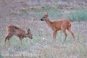 Farnese - Una famiglia di caprioli alla riserva naturale Selva del Lamone