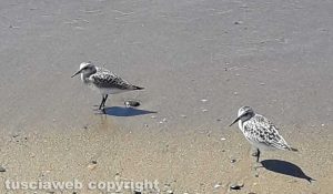 Una simpatica coppia di beccaccini di mare