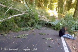 Ronciglione - L'albero caduto stamattina in strada Longinotti