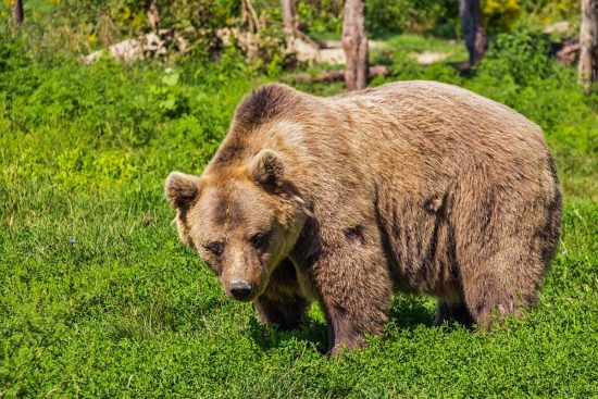 Un orso - immagine di repertorio