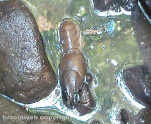 Viterbo - Gamberi morti nel fosso dell'Acqua Zita