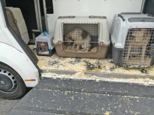 Fabro - Polizia stradale - Gli animali trasportati nelle gabbie