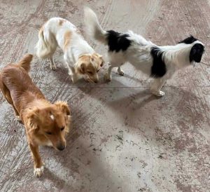 Tre cagnolini cercano casa
