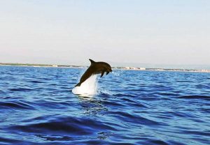 Grosseto - Delfino al largo della Marina