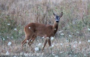 Un capriolo a Valentano