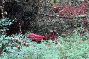 Bassano Romano - Incuria al parco di palazzo Giustiniani
