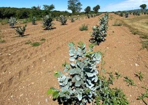 Capranica - Azienda Agricola Angelo Bocci